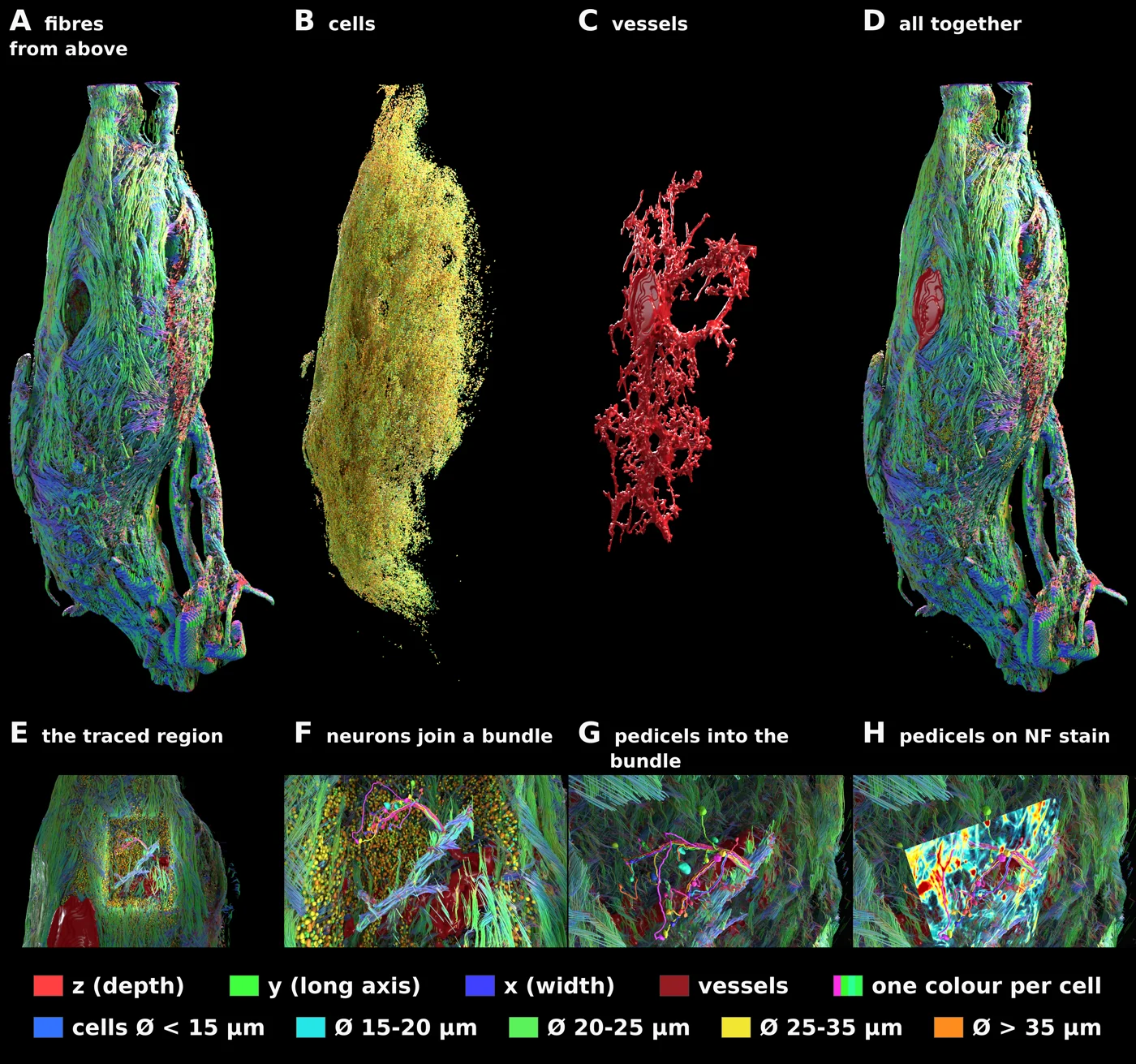 Integrated 3D reconstruction. Cells, nerve fibers, bundles and vessels brought together in the same three-dimensional reconstruction.