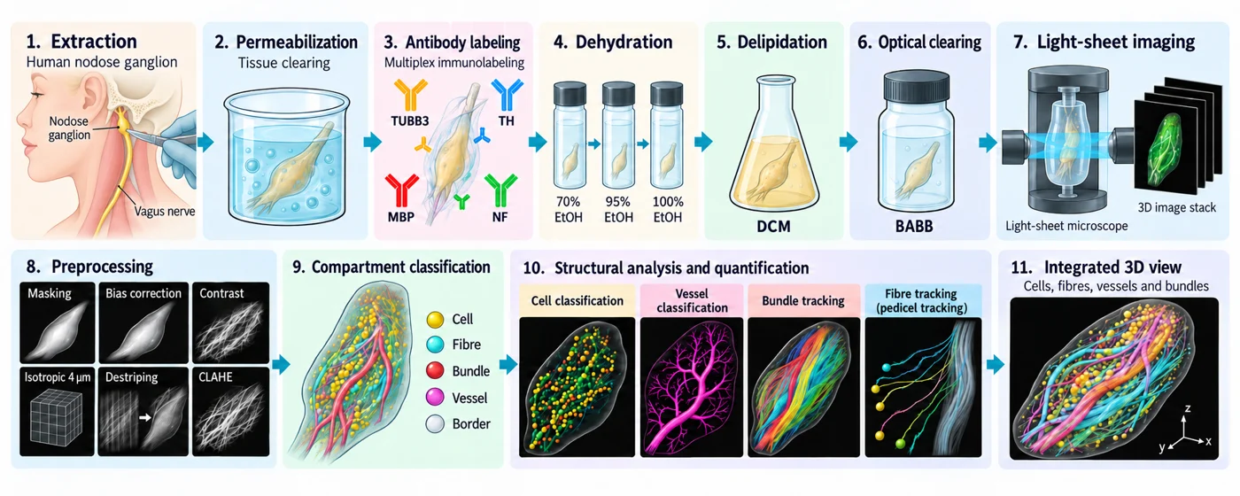 Tissue preparation and imaging. The experimental workflow for preparing, clearing and imaging the specimen.