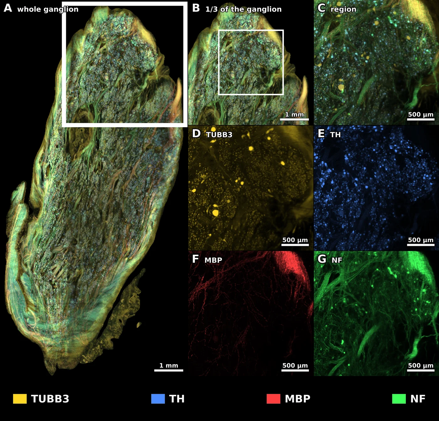 Whole-ganglion microscopy